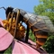 হস্তনির্মিত অ্যানিমেট্রনিক পোকামাকড় দৈত্য Wasp উচ্চ ঘনত্ব ফেনা জলরোধী