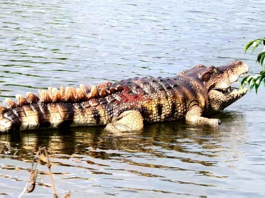 নাম
